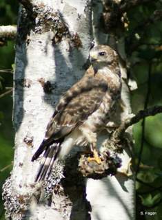 broadwing